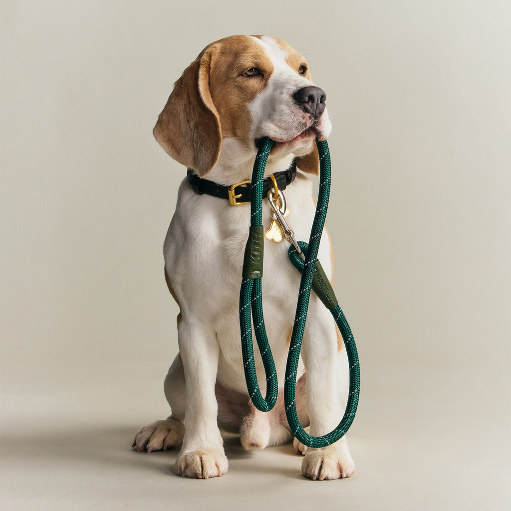 Kith for wagwear Rope Leash - Stadium